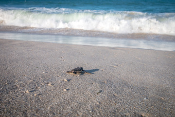 Green sea turtle hatchling on the beach.