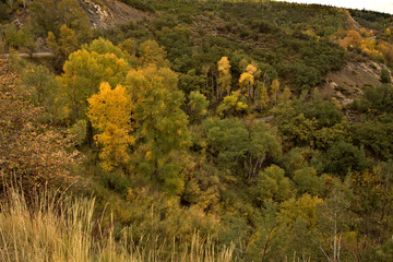 Patches of Aspen groves along a mountain pass road