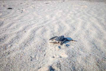 Green sea turtle hatchling on the beach.