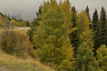 Twisting Mountain Pass road with clouds on the ground and aspen trees showing thier golden fall colors.