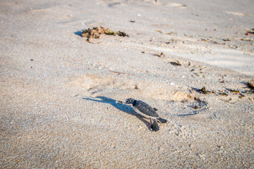 Green sea turtle hatchling on the beach.