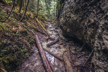 Old trees on a tourist route called Monastery Gorge in Slovak Paradise mountain range in Slovakia