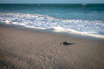 Green sea turtle hatchling on the beach.