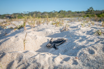 Green sea turtle hatchling on the beach.