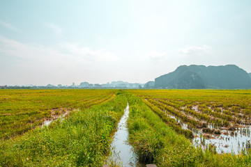 Fototapeta premium Harvested Rice Fields and limestone mountains in the small village of Tam Coc, Northern Vietnam