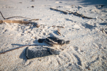Green sea turtle hatchling on the beach.