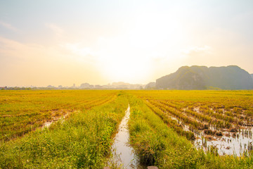 Beautiful sunrise over harvested Rice Fields and limestone mountains in the small village of Tam Coc, Northern Vietnam