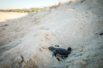 Green sea turtle hatchling on the beach.