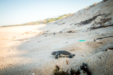 Green sea turtle hatchling on the beach.