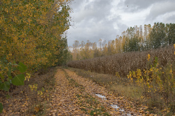 Autumn countryside landscape