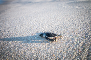 Green sea turtle hatchling on the beach.