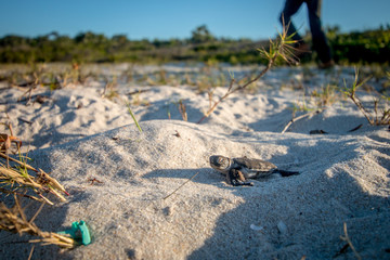 Green sea turtle hatchling on the beach.