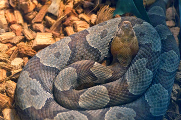 Timber Rattlesanke