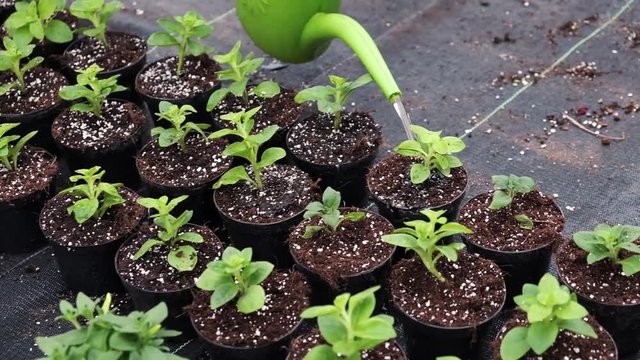 Plant transplant into a pot. Hands of a woman planting sprout in the flower pot. transplant plants. Several brown flower pot, heap of soil on. Earth Day.