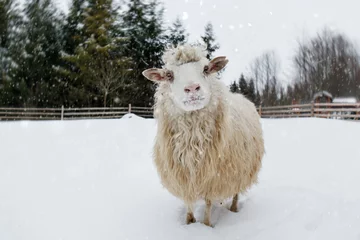 Rolgordijnen schapen op een boerderij in een besneeuwd bos © storergv