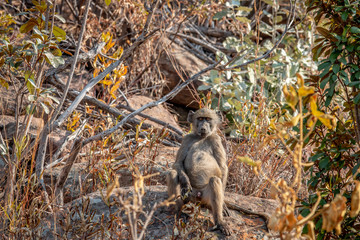 Chacma baboon sitting on a rock.