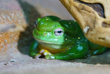 A green tree frog amphibian