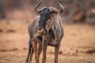 Blue wildebeest standing in the grass and eating.