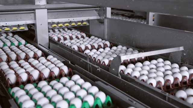 colored packages with eggs move along the conveyor belt