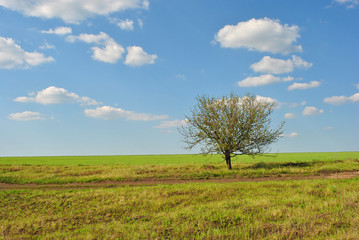 Fototapeta na wymiar Landscape with green meadow and tree on it, blue cloudy sky on horizon, sunny day