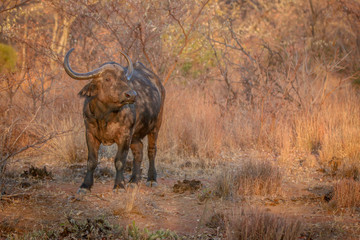 Big African buffalo bull in the grass.