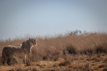 Lioness on the look out for prey.