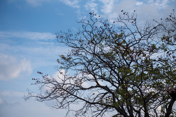 tree in the sky