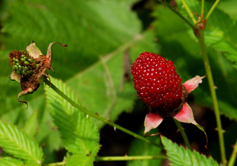 Strawberry raspberries growing on a bush. Newly developed variety of berries. Fruit growing.