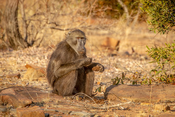 Chacma baboon sitting and eating.