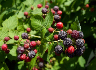 Black raspberries growing on a bush. Useful berry. Fruit growing. Coomberlin.