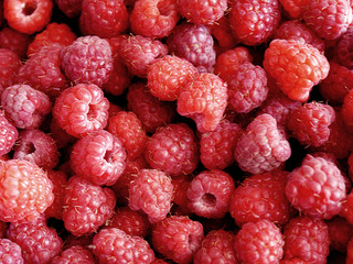 Background of red raspberries. Useful berry.