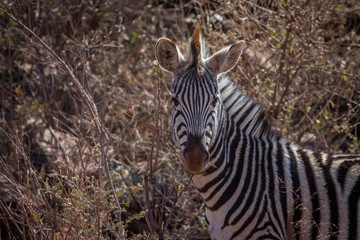 Close up of a Zebra starring at the camera.