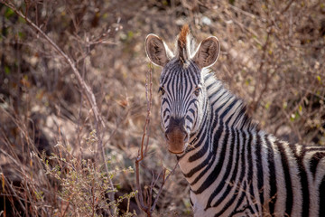 Close up of a Zebra starring at the camera.