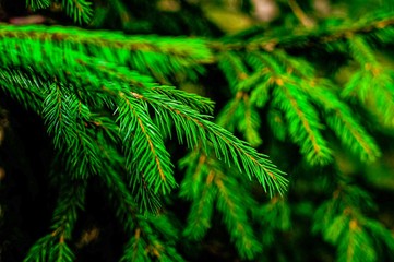 Christmas tree background