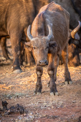 African buffalo starring at the camera.