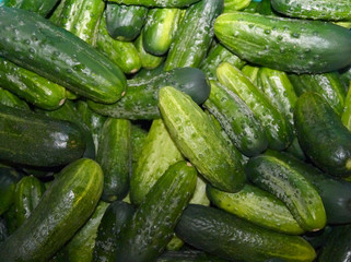 Background of fresh washed green cucumbers. Vegetables.