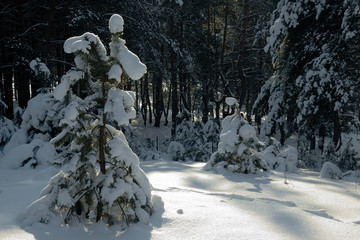 Small and large spruce trees under layer of snow