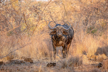 African buffalo starring at the camera.
