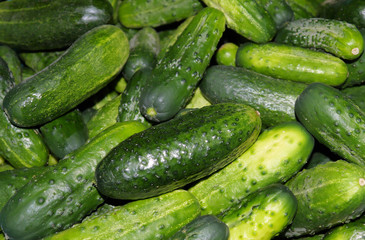 Background of fresh washed green cucumbers. Vegetables.