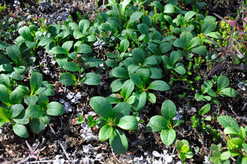 Bright green plants. Photo can be used as background image.