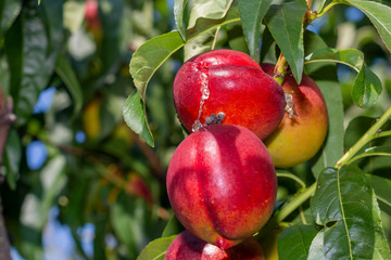 sick wrinkled green leaves and nectarine fruits in the garden on a tree close-up macro. Peach Orchard Disease Concept