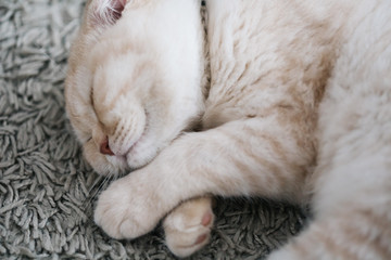 Fototapeta na wymiar scottish fold cat sleeping on the carpet