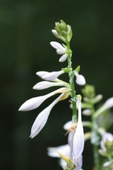 white calla lily of the valley