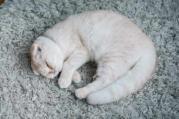 Fototapeta na wymiar scottish fold cat sleeping on the carpet