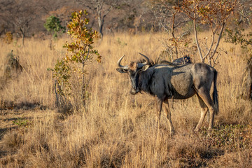 Blue wildebeest standing in the grass.