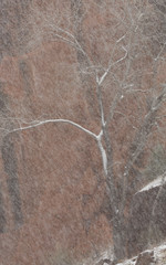 A winter bare cottonwood tree growing against a red sandstone wall is almost obscured by blowing snow.
