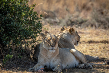 Two Lionesses sitting under a bush.
