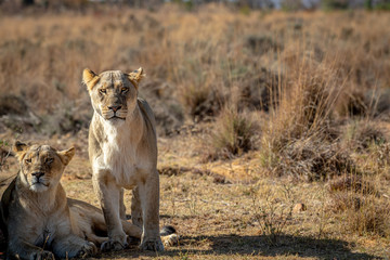 Lioness starring at the camera.