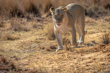Lioness walking towards the camera.