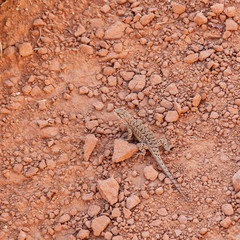 Look carefully to see this Fence Lizard motionless on the red sandstone gravel path of Angel's Palace Trail in Kodachrome Basin State Park, Utah